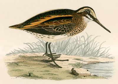 Jack Snipe by Beverley R. Morris